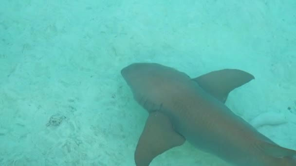 Filmagem em câmera lenta do tubarão das Maldivas nadando em água azul perto da superfície — Vídeo de Stock