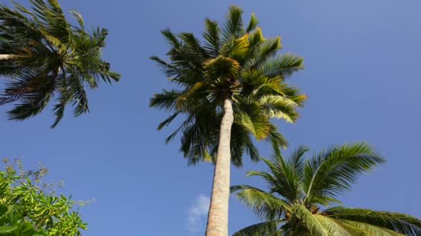 慢动作椰子树棕榈树底部的视图。蓝天背景上的绿色棕榈树。棕榈树映衬天空.热带岛屿上的海滩。阳光下的棕榈树。向Gimbal高品质射击 — 图库视频影像