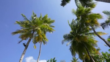 Palm Trees 'in yavaş çekim görüntüsü Sunny Blue Skies' in önünden geçiyor. 4K formatında Palm Trees 'e bakarken Kamerayla Geniş Çekim Tropikal Tatil