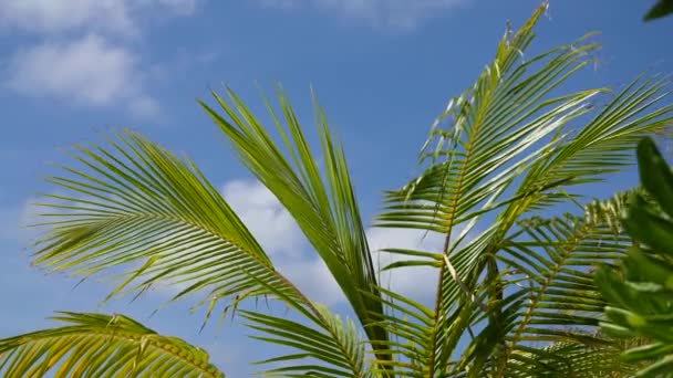 Folha de coco tropical balançando ao vento com luz solar, fundo de verão, câmera lenta. Ilha das Maldivas — Vídeo de Stock