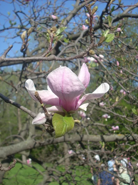 Magnolia — Zdjęcie stockowe