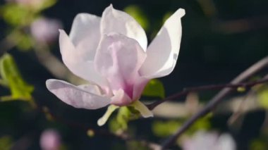 Bahar çiçek Manolya.