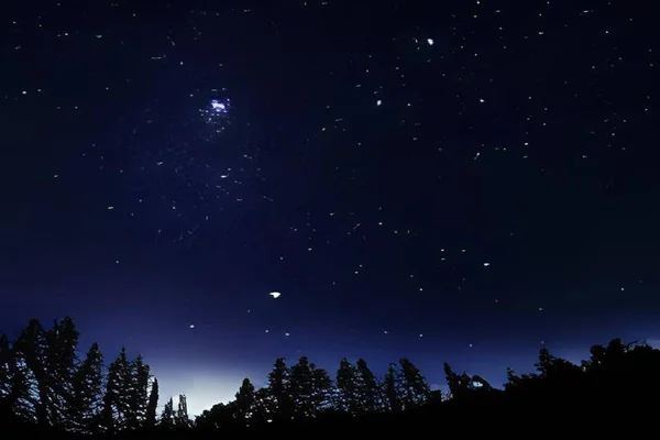 Yıldızlı gökyüzü ve orman