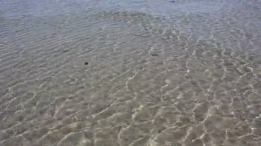 balık sürüsü