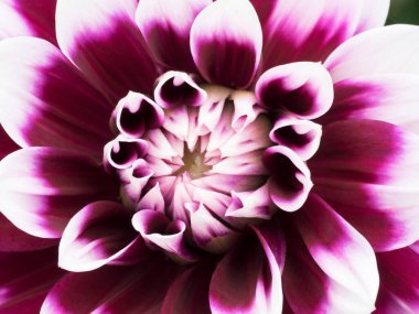 Dahlia pinnata çiçeği. Mor ve beyaz renkli. Yakın plan. Doğanın makro fotoğrafı