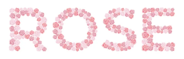 Слово Роза Красный Розовый Шрифт Две Строки Белом Фоне — стоковый вектор