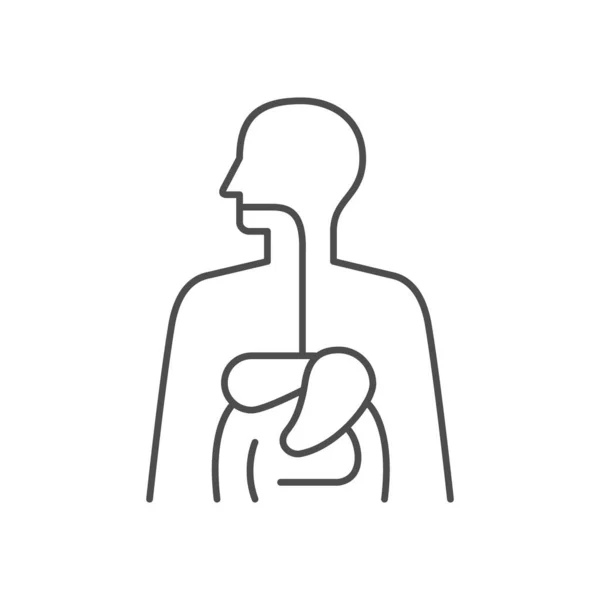 Digestive System Line Outline Icon Isolated White Vector Illustration — Stock Vector