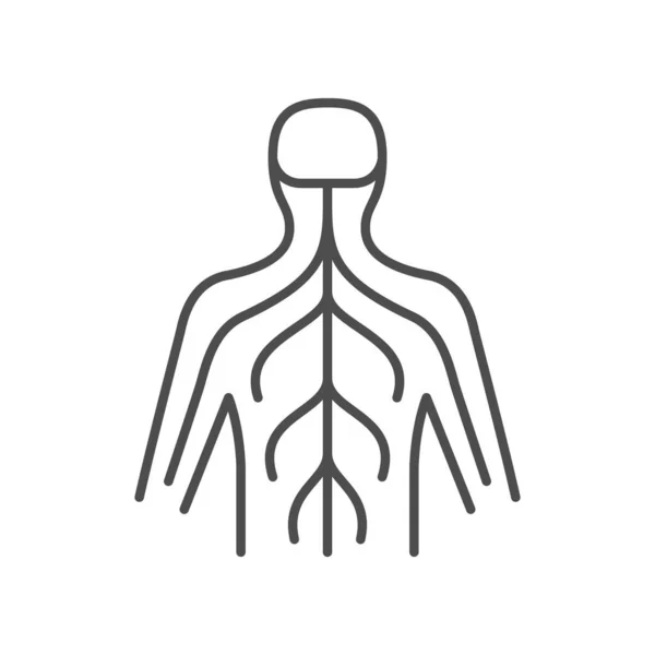 Human Nervous System Line Icon Isolated White Vector Illustration — Stock Vector