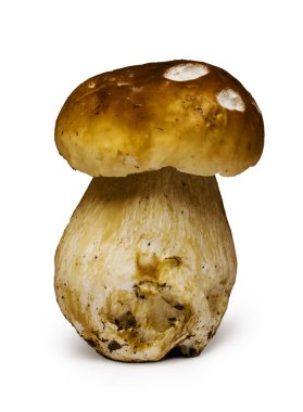Boletus mantarı mantar