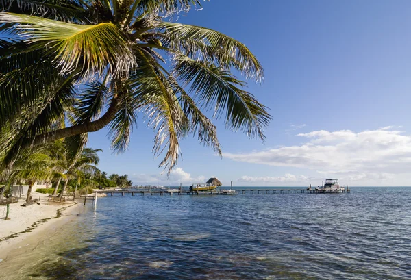 palmiye ağacından caye caulker, belize