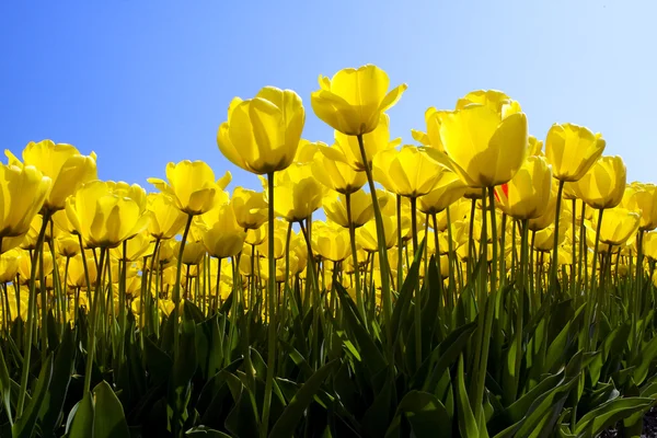 Yellow tulips — Stock Photo, Image