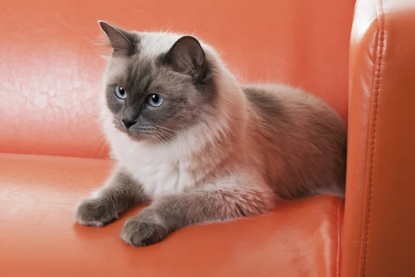 Ragdoll-Katze — Stockfoto