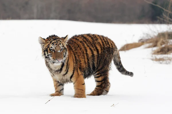 Cachorro de tigre siberiano — Foto de Stock