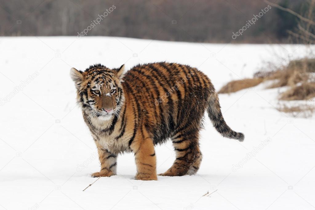Siberian Tiger cub
