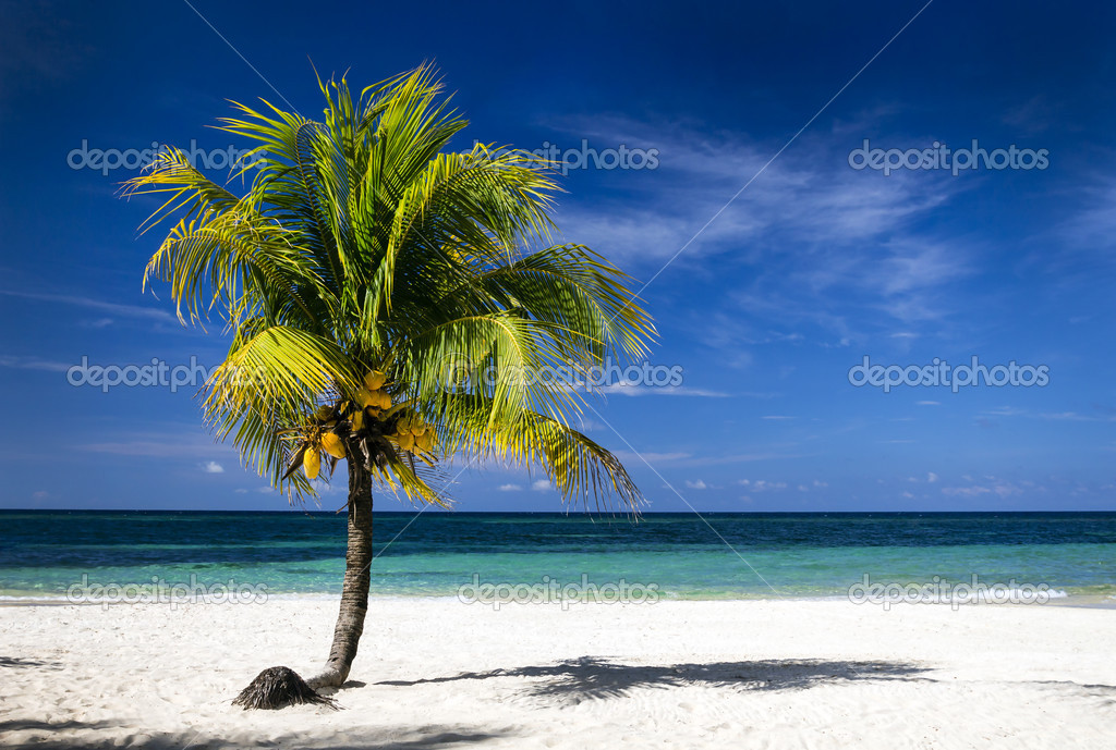 Caribbean sea and coconut palm