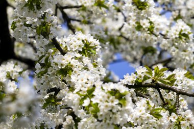 Baharın kiraz çiçeği