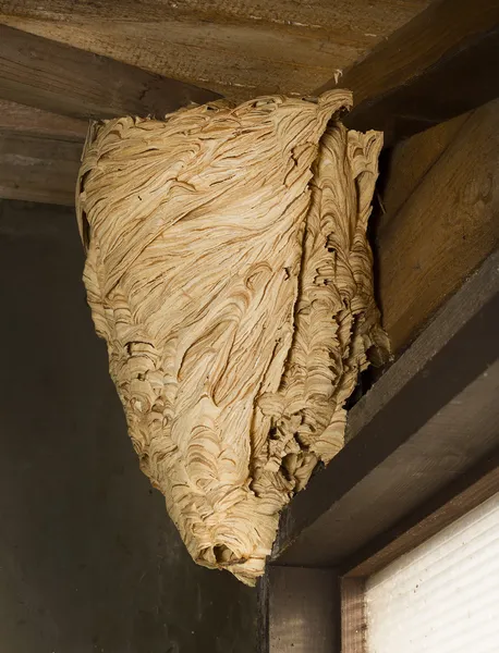 Hornet's nest — Stock Photo, Image