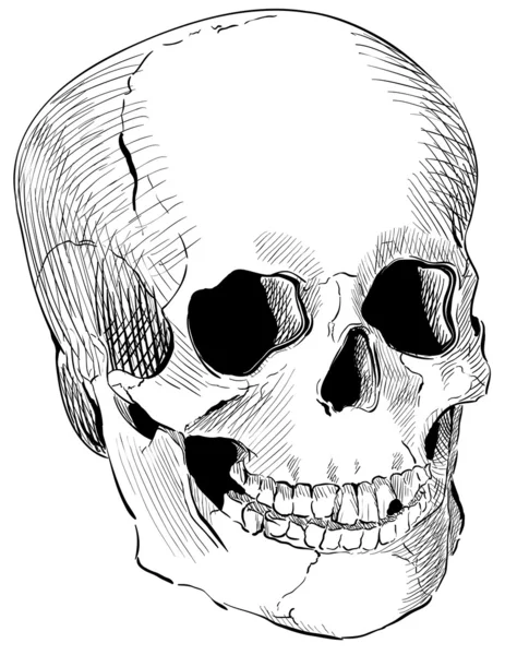 刻的人类头骨 — 图库矢量图片