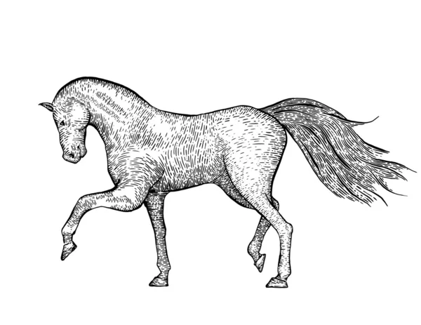 Wygrawerowanym wzór konia — Wektor stockowy