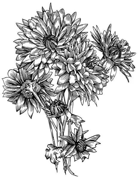 Krizantém virágcsokor Jogdíjmentes Stock Illusztrációk
