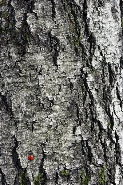 Ladybug on a tree — Stock Photo, Image