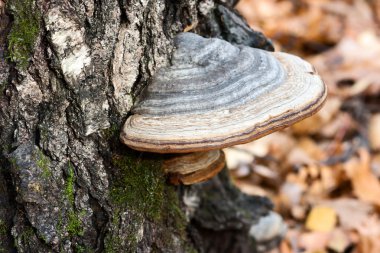 Chaga mushroom on a tree clipart