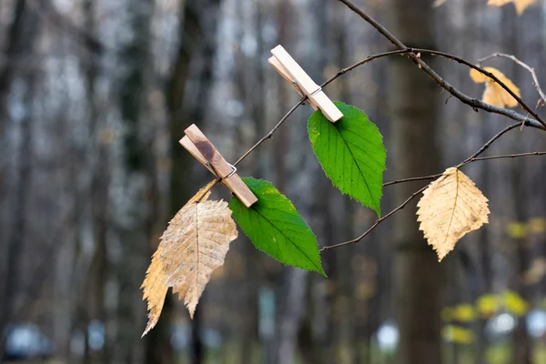 Feuilles vertes sur une épingle — Photo