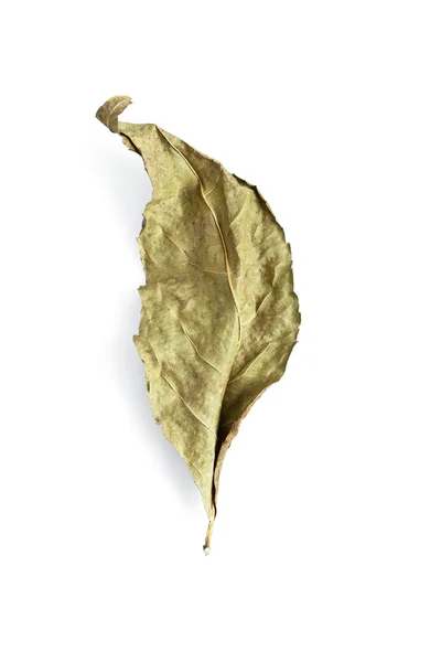 Green dry leaf on white background — Stock Photo, Image