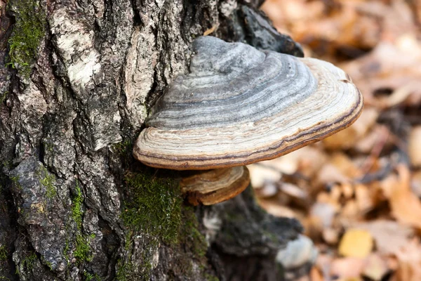 Grzyb Chaga na drzewie — Zdjęcie stockowe