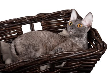 beyaz zemin üzerinde bir sepet içinde Cornish rex kedi
