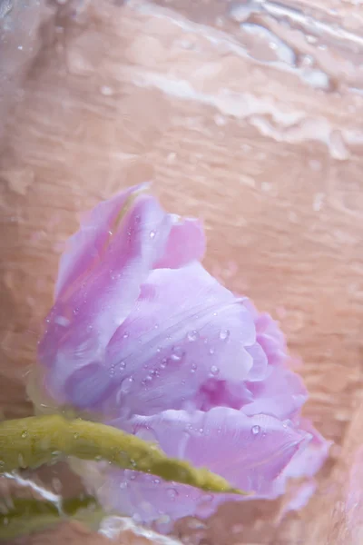 Tulipán rosa acuarela estilizada — Foto de Stock