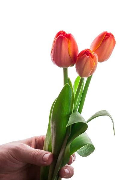 Bukiet trzech czerwonych tulipanów w ręku — Zdjęcie stockowe
