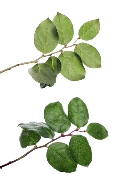 Isolated branch with the front and back — Stock Photo, Image