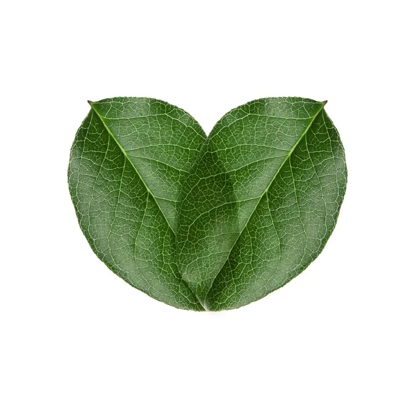 녹색 마음 잎 — 스톡 사진