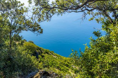 İtalya 'daki Cinque Terre' de Manarola 'nın teraslarındaki üzüm bağının manzarası