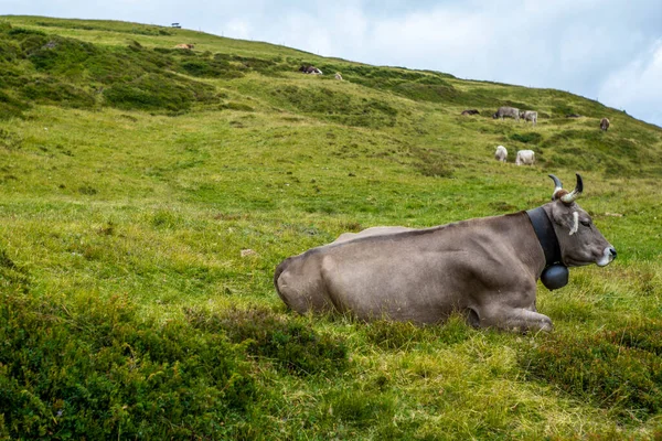 Happy Cow Free Grazing Swiss Alps Summer — Zdjęcie stockowe