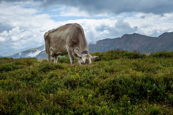 Happy Cow Free Grazing Swiss Alps Summer — Stock Fotó