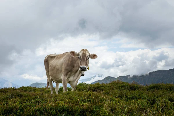 Happy cow free grazing on the Swiss Alps in summer
