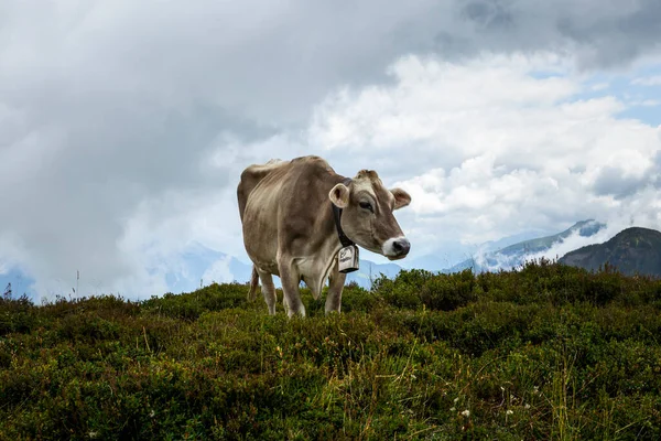 Boldog Tehénmentes Legeltetés Svájci Alpokban Nyáron — Stock Fotó