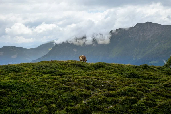 Happy Cow Free Grazing Swiss Alps Summer — Stok fotoğraf
