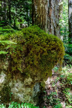 Vancouver Adası 'ndaki Strathcona İl Parkı' ndaki Yukarı Myra Şelalesi 'ne yürüyorum.
