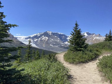 Jasper Ulusal Parkı 'ndaki Wilcox Geçidi' nde Athabasca Buzulu manzaralı yürüyüş.