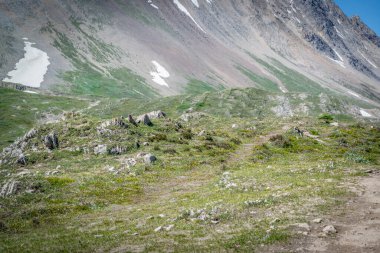 Jasper Ulusal Parkı 'ndaki Wilcox Geçidi' ne giden yolda Athabasca Buzulu manzaralı Kolombiyalı bir yer sincabı.