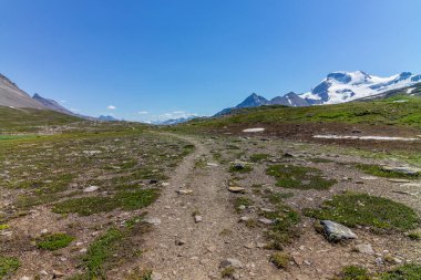 Jasper Ulusal Parkı 'ndaki Wilcox Geçidi' nde Athabasca Buzulu manzaralı yürüyüş.