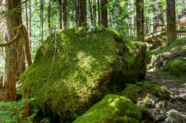 Vancouver Adası 'ndaki Strathcona İl Parkı' ndaki Yukarı Myra Şelalesi 'ne yürüyorum.