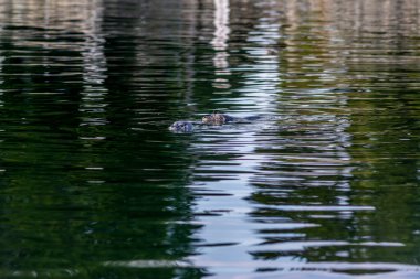 Victoria, British Columbia 'daki Macaulay Point Parkı' nda ilginç liman fokları var.
