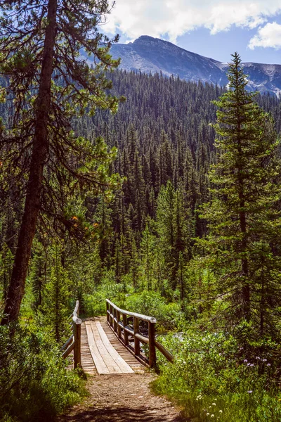 Uma Ponte Madeira Caminhada Até Lago Annette Parque Nacional Banff — Fotografia de Stock