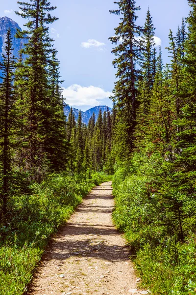 Túrázás Annette Tóhoz Banff Nemzeti Parkban Erdők Folyók Mellett — Stock Fotó