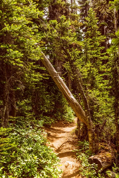 Colorful Tree Hike Overlord Glacier Lookout Point Whistler Canada — Stock Photo, Image