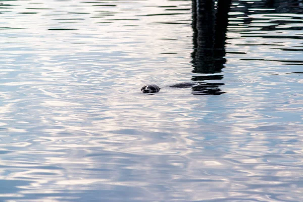 Curious Harbour Seals Macaulay Point Park Victoria British Columbia — Stock Photo, Image